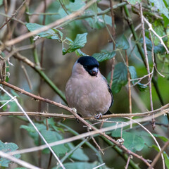 Fototapeta premium Female bullfinch. British wild bird in a hedge.
