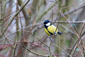 Blue tit in a hedge.