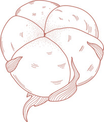 Handdrawn Cotton Flower Sketch