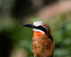 Bee Eater: Intensity of Plumage and Poise II