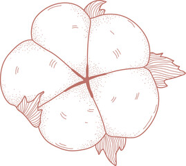 Cotton Flower Sketch