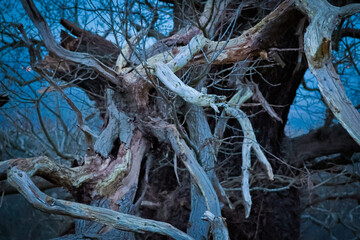 The Gnarled Tree