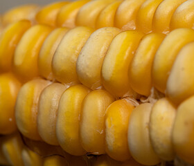 A close up of a yellow corn cob with its kernels visible. The corn is yellow and white, and it is fresh and ripe. The close-up view of the corn highlights its texture and the individual kernels