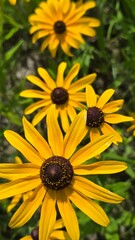 yellow flower in the garden