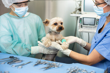 Closeup of cute little Yorkshire terrier with bandaged paw receiving medical care from professional...