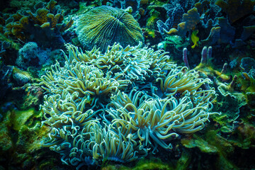Anemone with Damsel Fish in Palau