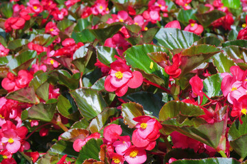 begonia flower in the garden