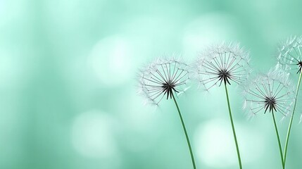 Dandelion seeds blowing in gentle breeze, bokeh background, spring nature.