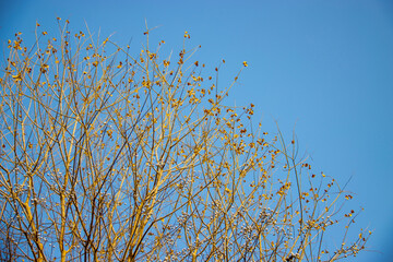 Trees and Blue Sky, Scenery, Winter, Background, Illustration