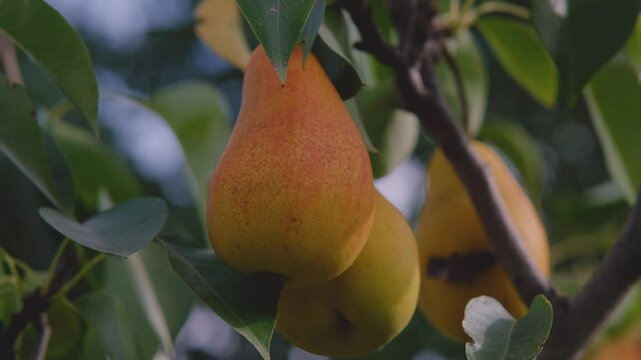 Rpe pears on a branch. Home eco garden Ripe pears on a branch. Pear on a branch.