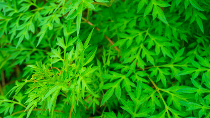 Fresh Green Foliage of Parsley Plants in Full Summer Growth