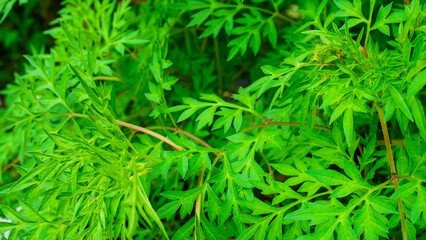 Fresh Green Foliage of Parsley Plants in Full Summer Growth