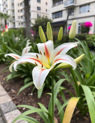 Photo of a Lilium orientalis,  Lilium Stargazer or Stargazer lily, a hybrid lily of the Oriental group growing in an urban garden close up view, vintage. isolated with white highlights