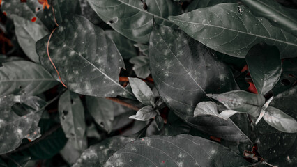 Close-Up of Dark Green Leaves with Veins