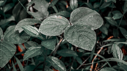 Close-Up of Green Leaves with Water Droplets