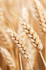 Golden Wheat Field with Close-Up of Ripening Wheat Ears in Sunshine : Generative AI