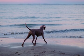 Grayhound dog runs along the beach at sunset. Coastal scene. Beautiful pet. Browns Bay, Auckland,...