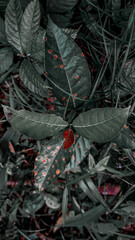 Green Leaves with Red Spots in Nature