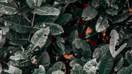 Close-Up of Lush Green Leaves with Decay
