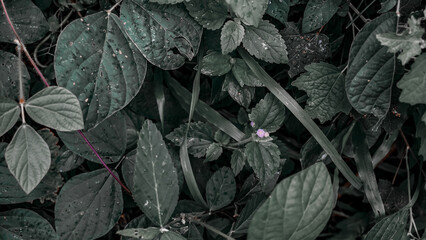 Close-Up of Lush Green Leaves
