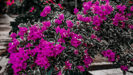Vibrant Bougainvillea with Pink Flowers and Variegated Leaves