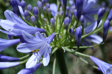 honey bee on a agapanthus blue flower