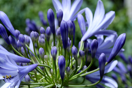 honey bee on a agapanthus blue flower
