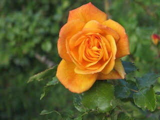 orange rose