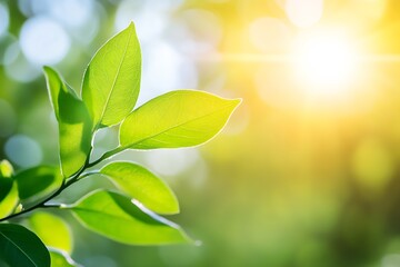 Obraz premium Sunlit Green Leaves on a Tree Branch Evoking Freshness Growth and Nature's Vitality : Generative AI