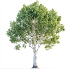 Fototapeta premium Majestic Birch Tree: A Stunning Image of Nature's Beauty. Perfect for nature lovers and design projects, this image showcases the elegance and serenity of a birch tree in full bloom.