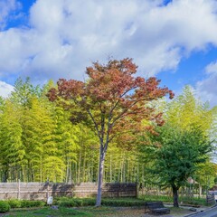 青空バックに見るきれいに色づいた紅葉と竹林のコラボ情景