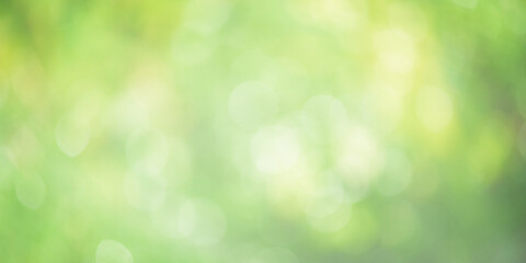 Defocused plants as background. Natural green background defocus light.