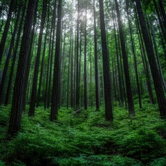 Naklejka premium Lush Green Forest Woodland Trees Nature Background Tranquil Woods Canopy Sunlight F