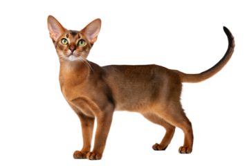 Standing adult Sitting Abyssinian cat isolated on a white background. Studio photo.