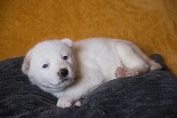 Adorable white puppy on a cozy blanket