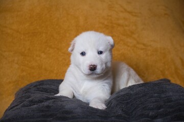 Adorable white puppy on a cozy blanket