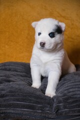 Adorable white puppy with blue eyes on cushion