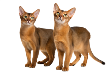 Two adult Abyssinian cats isolated on a white background. Studio photo.