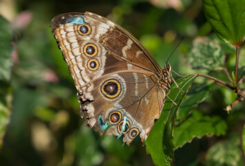 This image shows a close up, side view of a Blue Morpho butterfly (Morpho peleides) with tattered wings. 