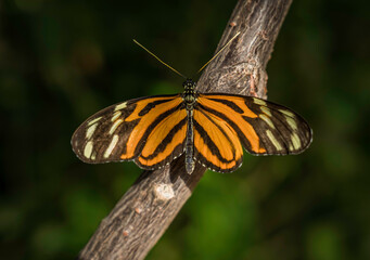 This image shows a Tiger Longwing butterfly resting on a branch. 
