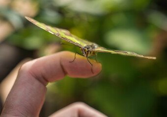 This image shows a malachite butterfly that has just landed on a human finger.