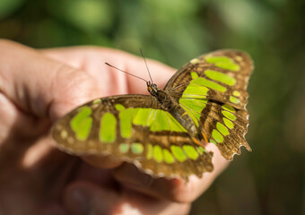 This image shows a close up view of a Malachite (Siproeta stelenes) butterfly on a human hand.