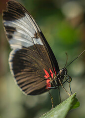 This image shows a close up, side view of a longwing butterfly with it's proboscis tongue curled. 