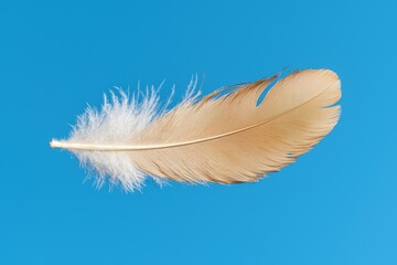 Naklejka premium Single feather against a blue background