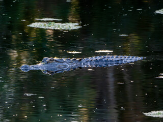 american alligator swimming through a dark pond