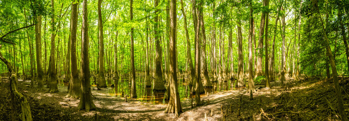 Obraz premium Panorama Of Cypress Trees In Congaree