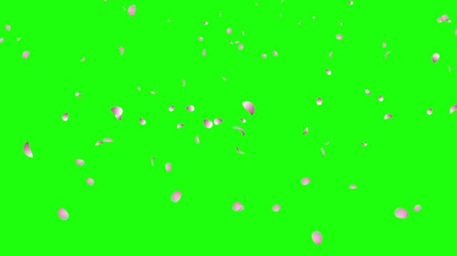 Cherry blossom petals falling animation. Pink cherry petals. Realistic falling blossoms. Falling petals