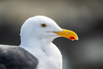 Profile Of Sea Gull Close Up