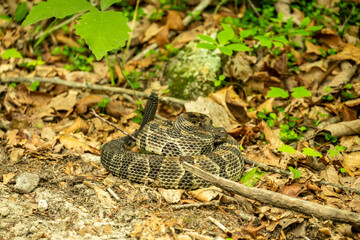 Rattle Snake Sits Curled Up Warning With Rattle On Edge of Trail