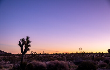Purple Fills The Sky Over Joshua Tree In The Evening